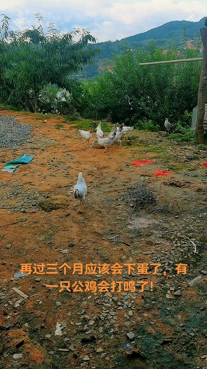 鹊山鸡