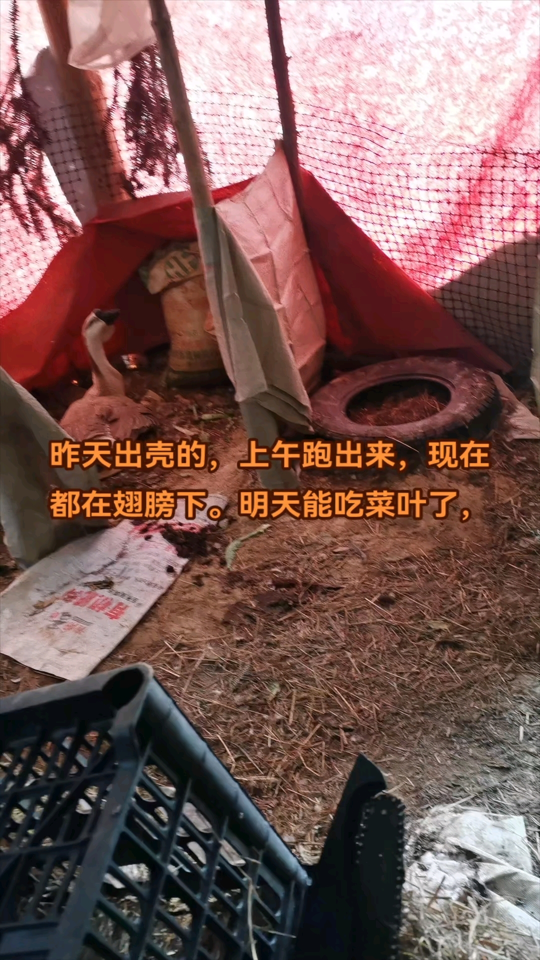 狮头鹅苗