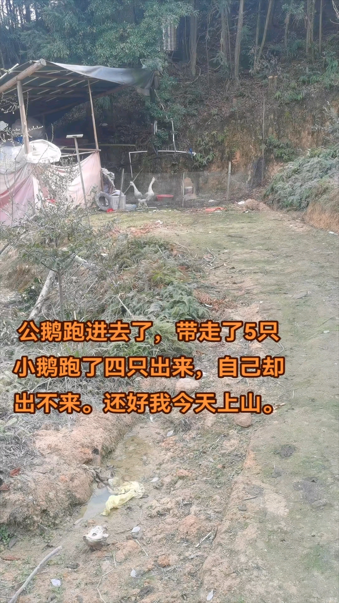 狮头鹅苗