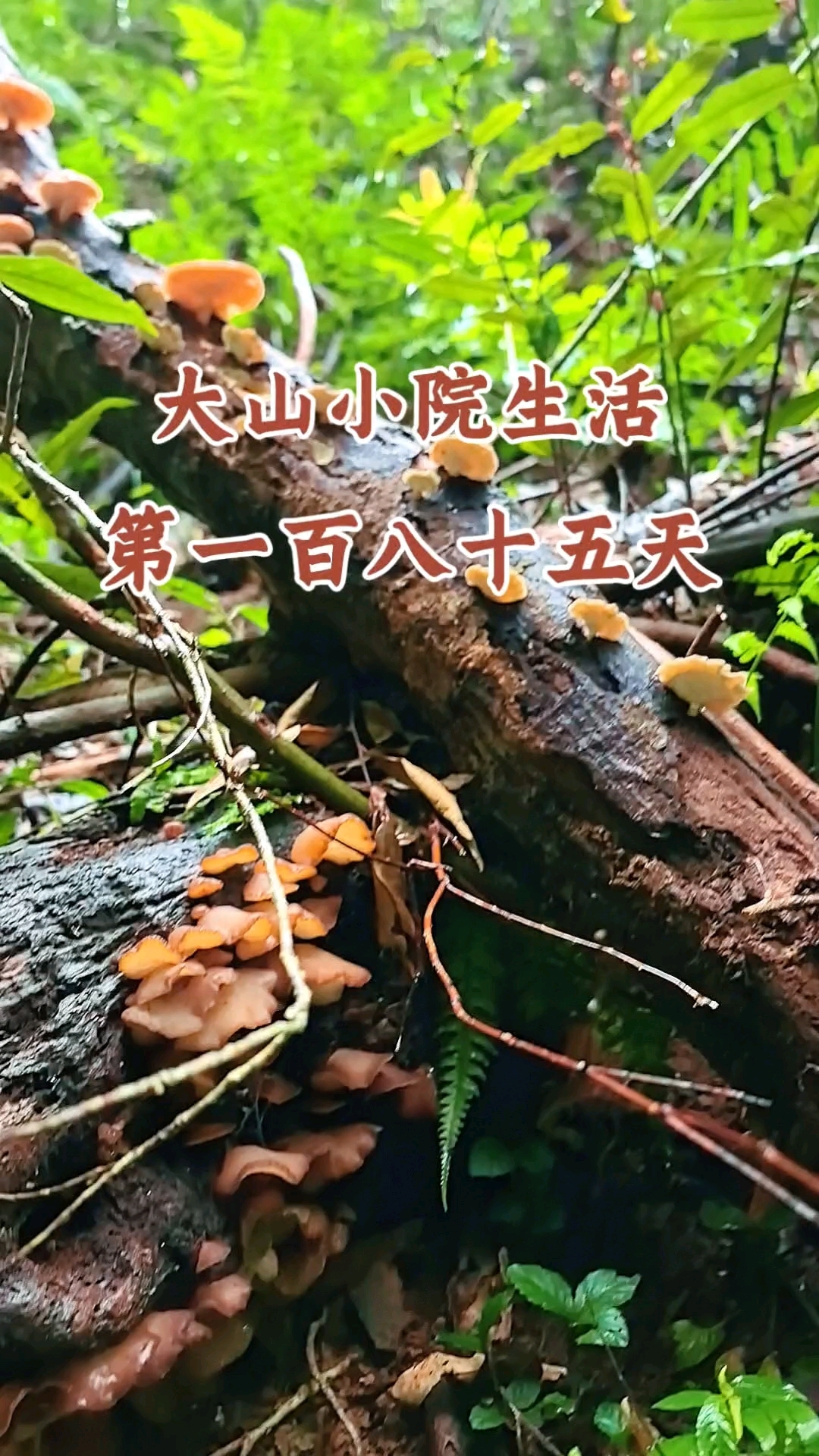 大山小院生活花巨资买了4个大鱼缸准备养鱼#百大素人计划#