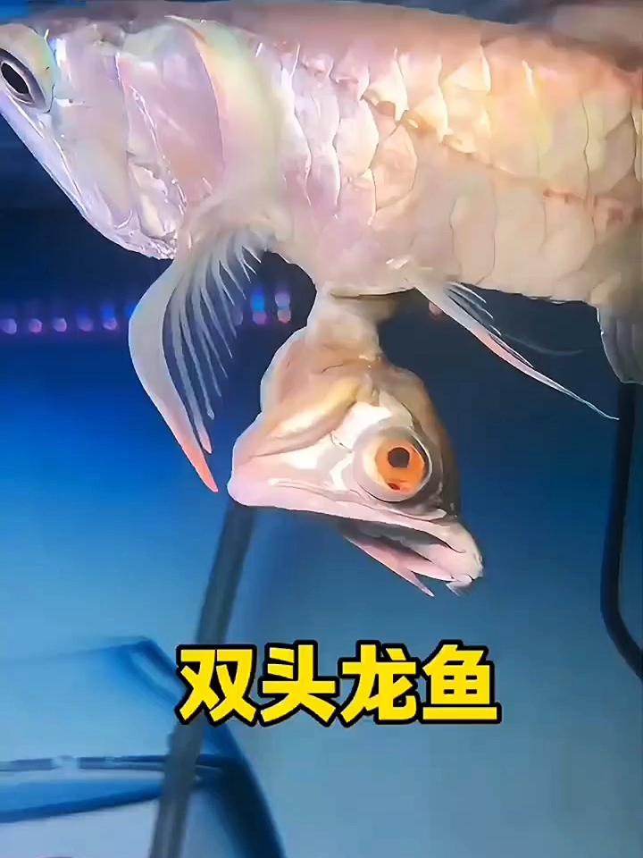 双头龙鱼