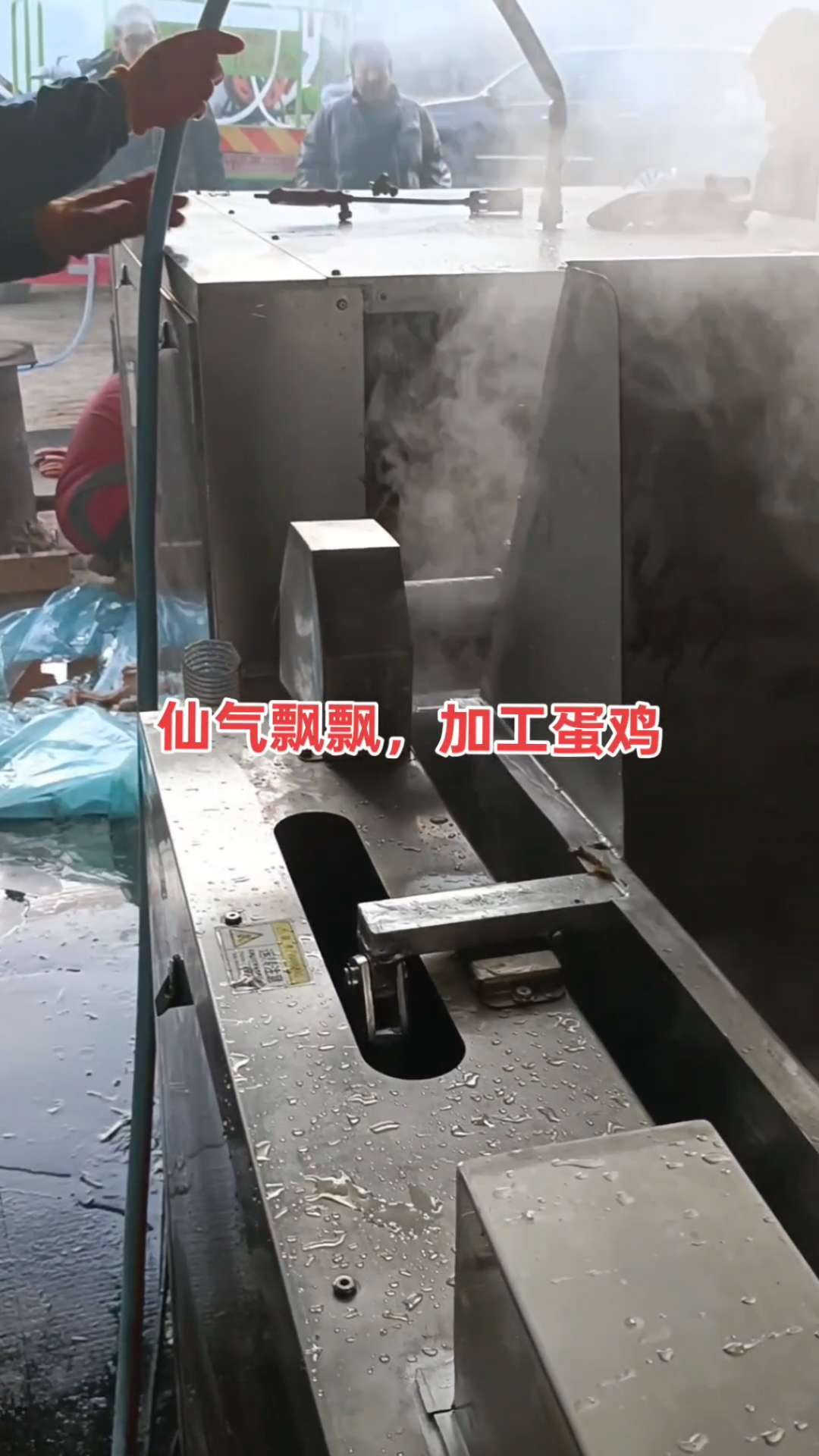 鸡鸭鹅自动烫脱一体机,毛鸡秒变白条!