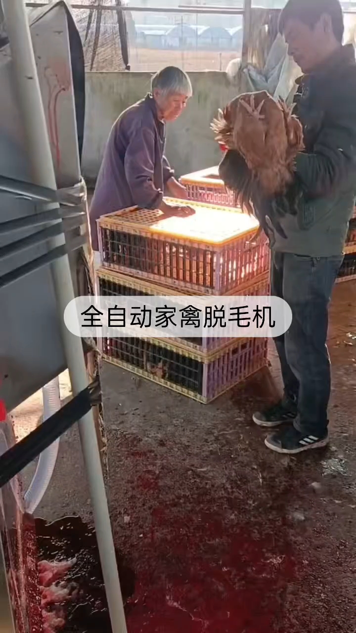 全自动家禽脱毛机,宰鸡神器