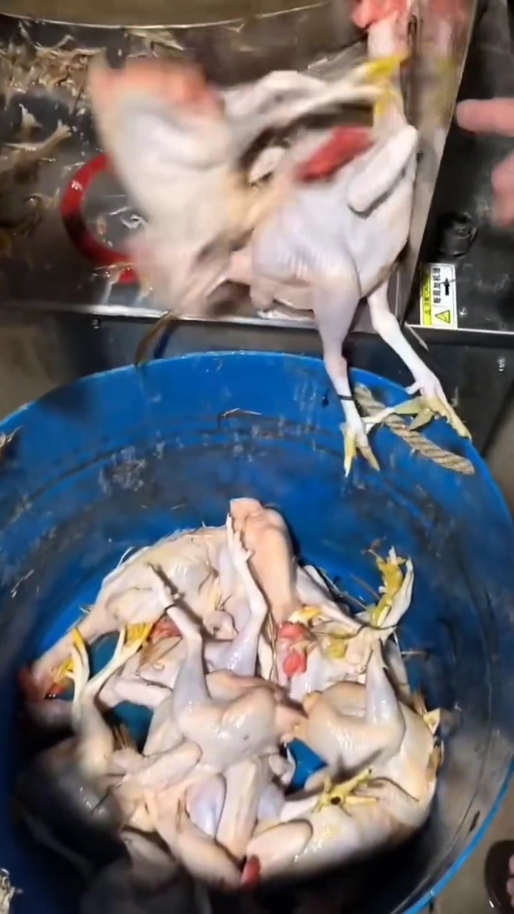 全自动宰鸡,用工少,又快又轻松!