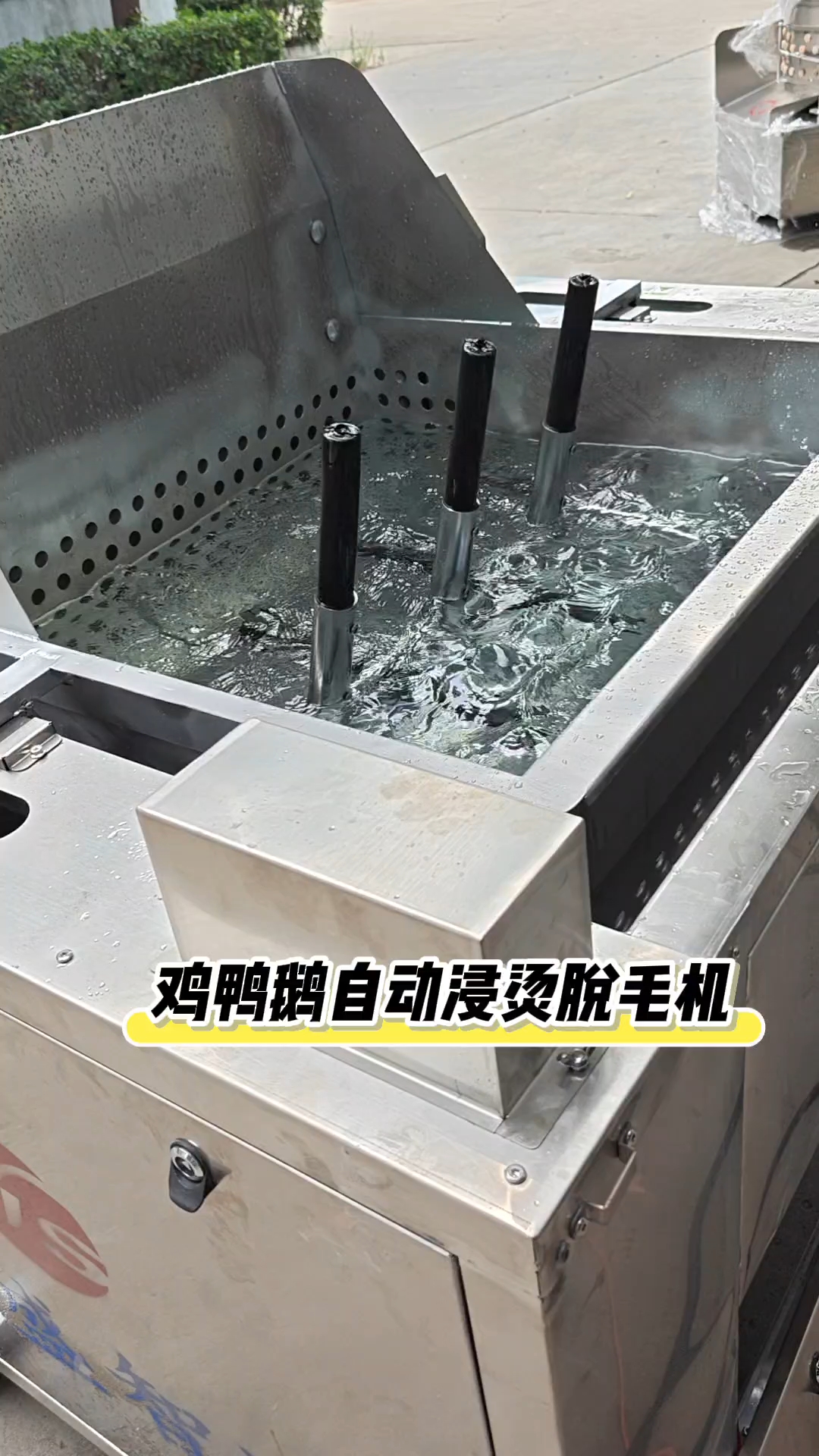 效率神器！鸡鸭鹅自动浸烫脱毛机，省时省力，解放双手 ！