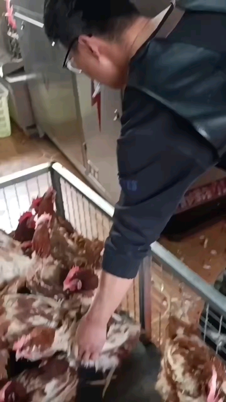 家禽店真实展示机器使用过程