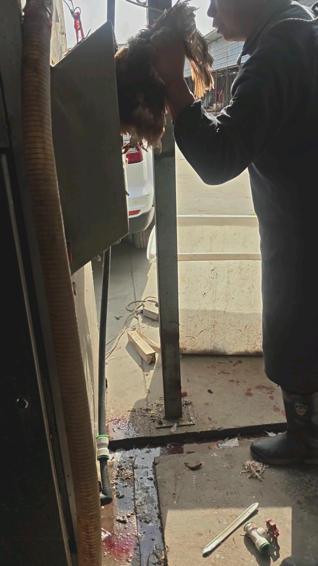 全自动家禽脱毛机,宰鸡神器,操作简单节省人工!