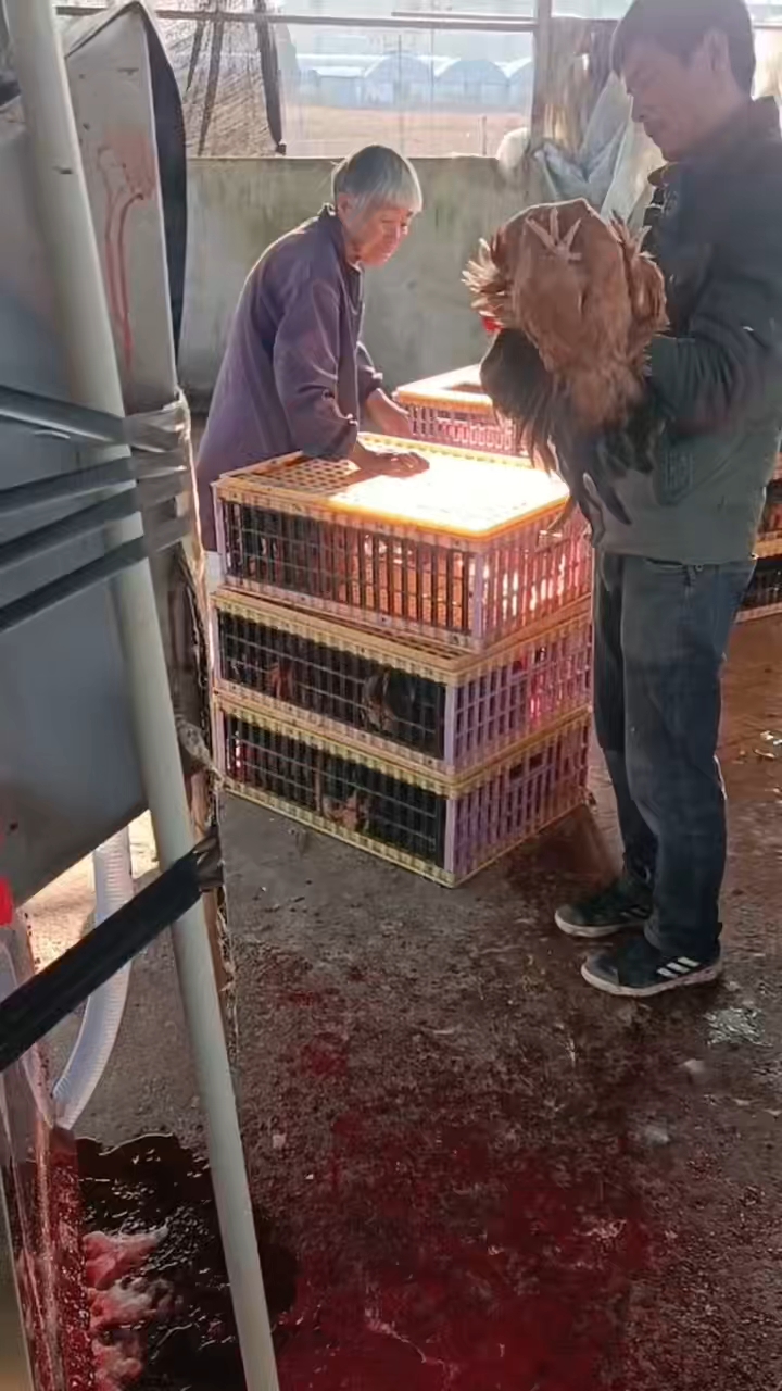 全自动家禽脱毛机,宰鸡就是这样轻松!