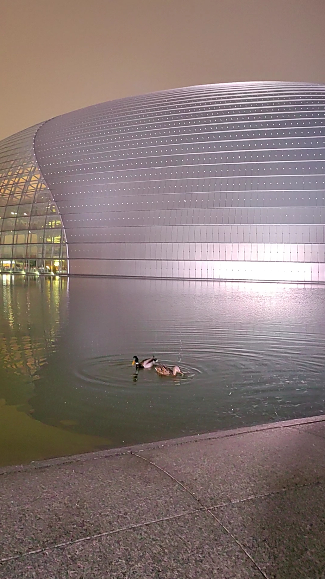 国家大剧院的鸳鸯鸭