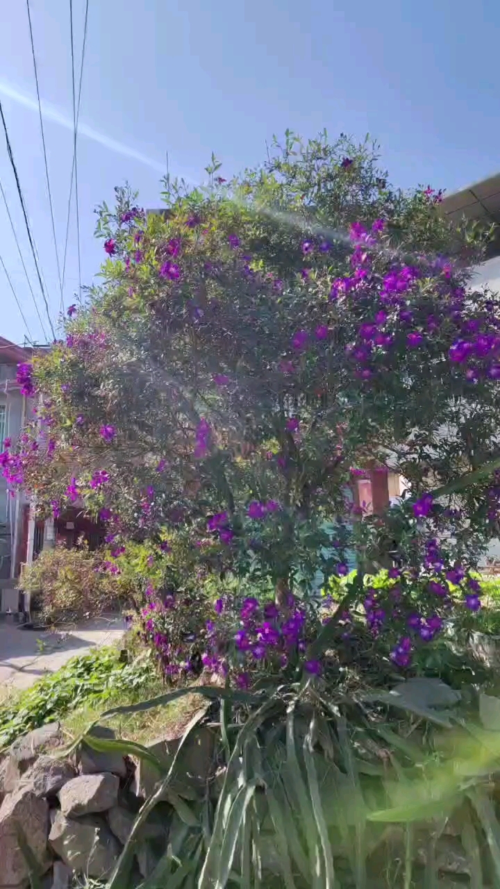 #巴西紫牡丹 养到2层楼高了,一年四季都有花看