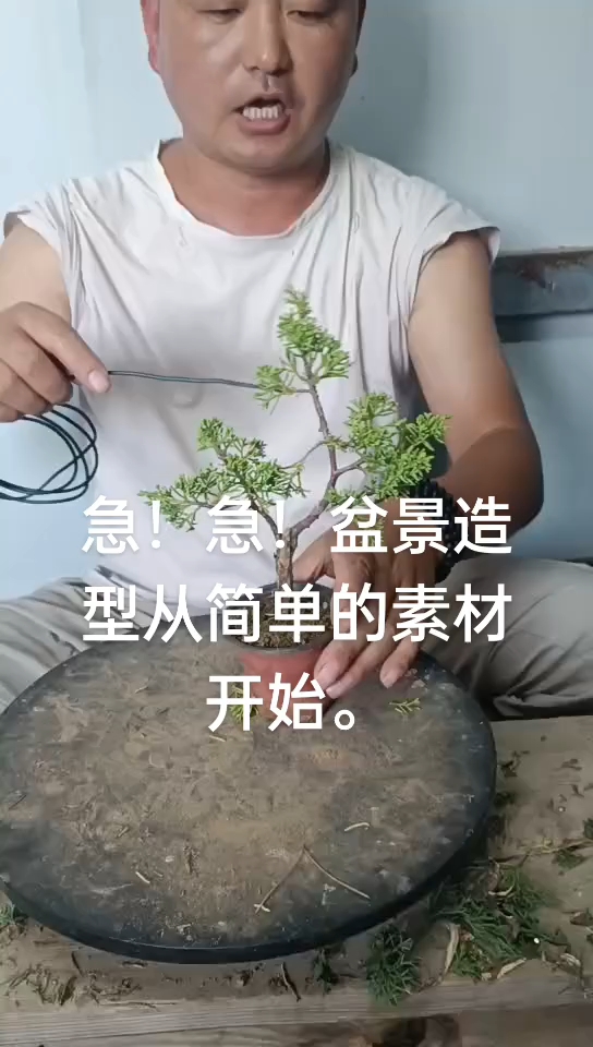简单的盆景造型,可以学一学。