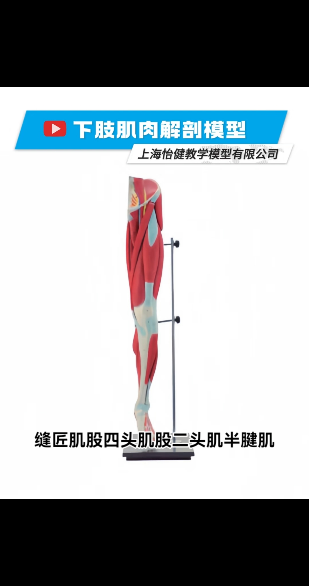 下肢肌肉解剖模型