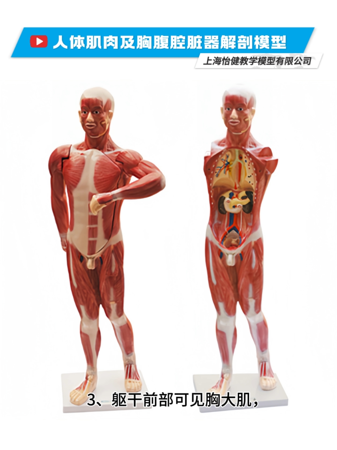 人体肌肉及胸腹腔脏器解剖模型