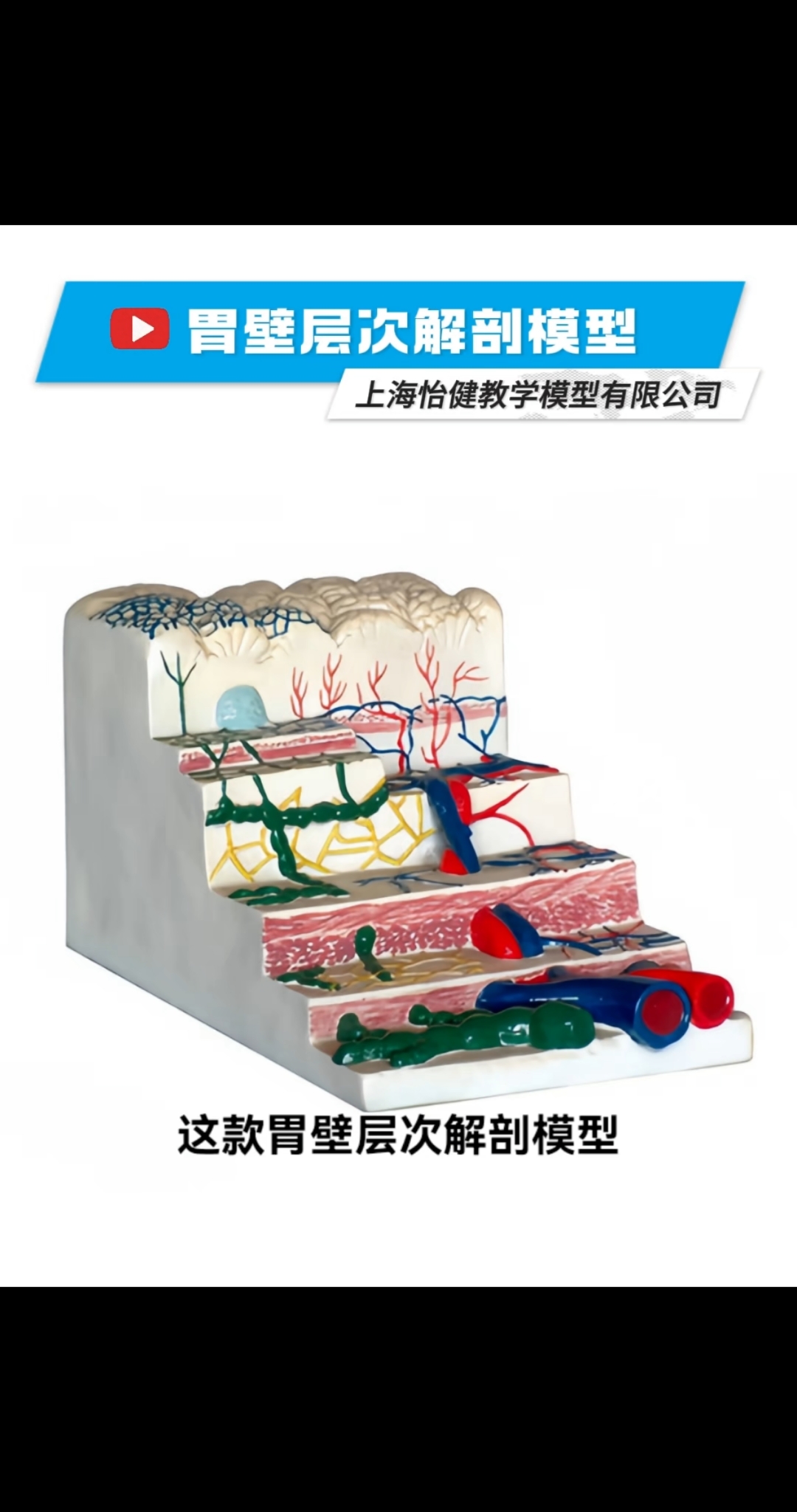 胃壁层次解剖模型