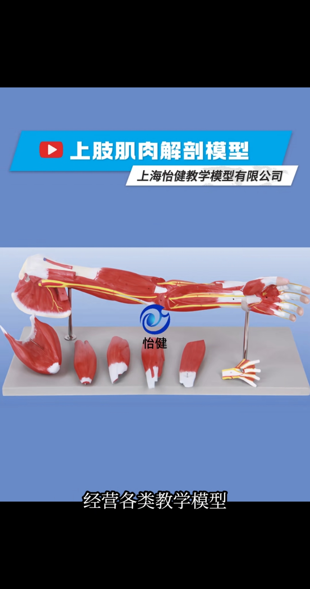 上肢肌肉解剖模型