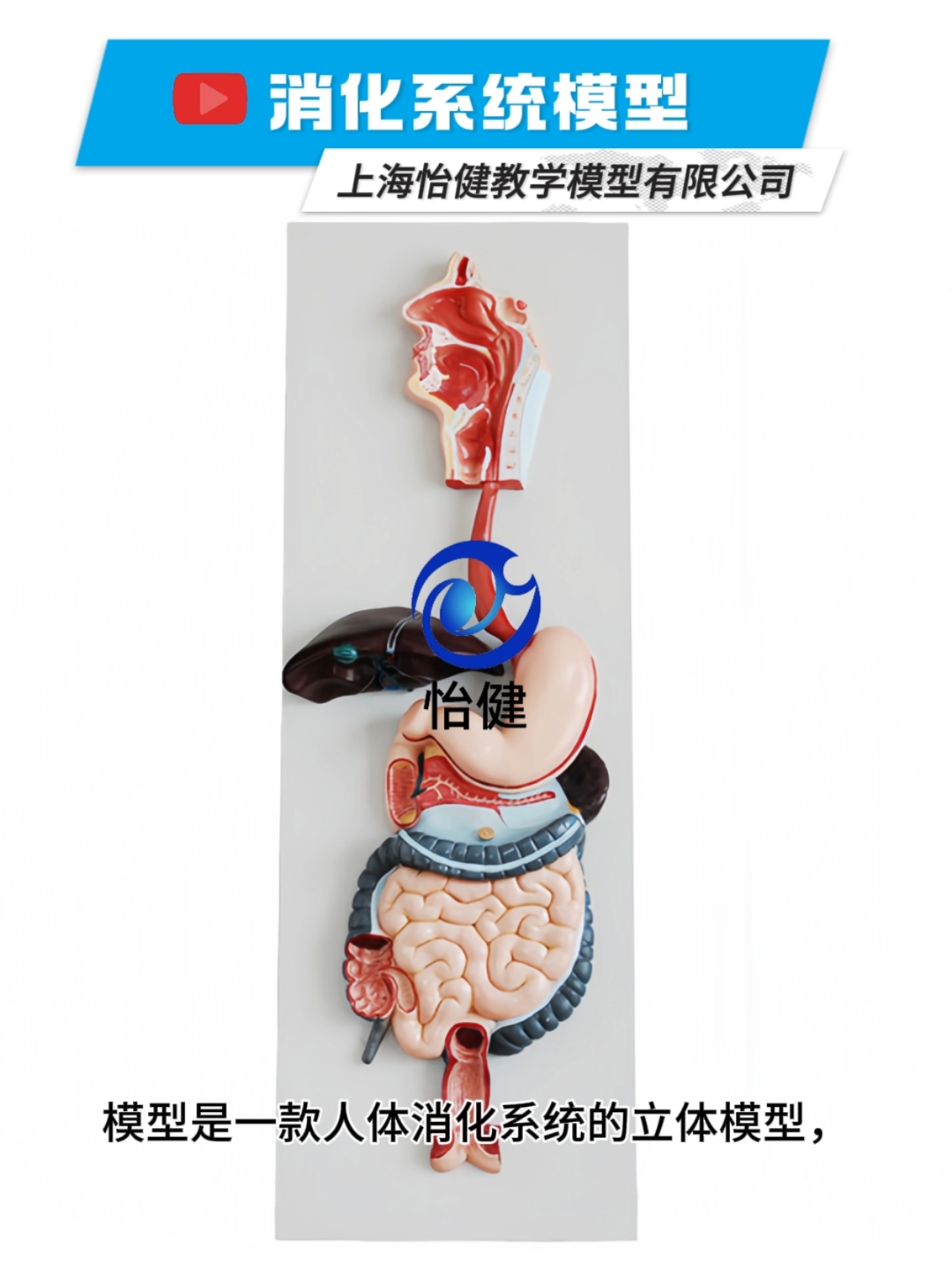 消化系统模型