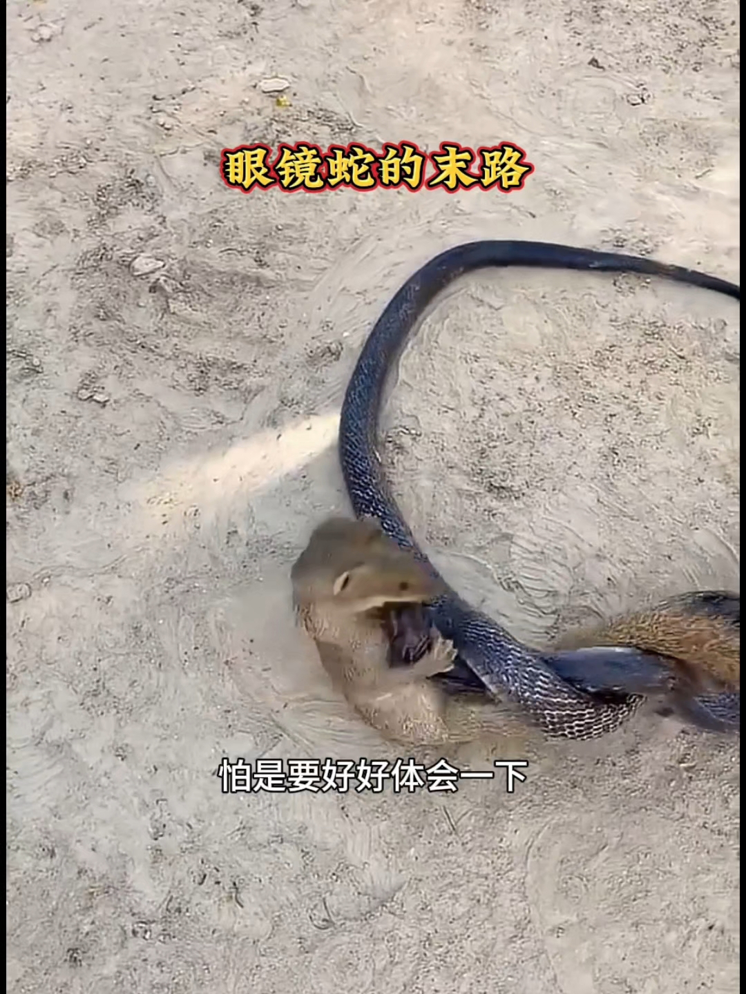 眼镜蛇的末路被红毛鸡追着打