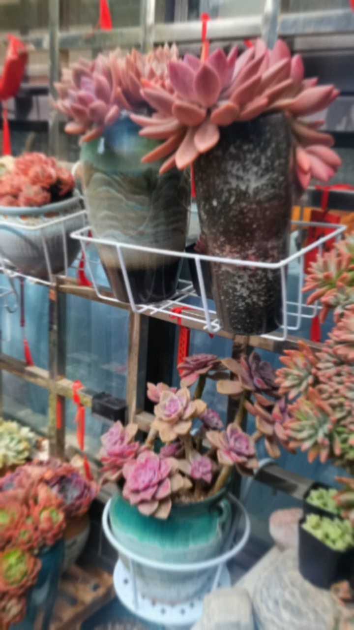 来别墅多肉花园煮上一壶香茗,邀上三两好友,聊天打牌,半日足矣