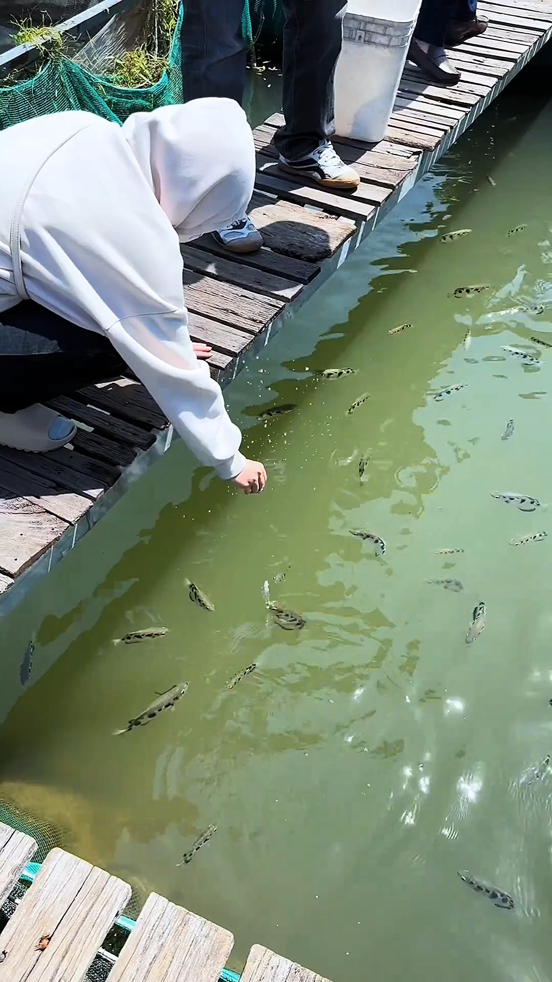 射水鱼，生活在水里的羊驼！