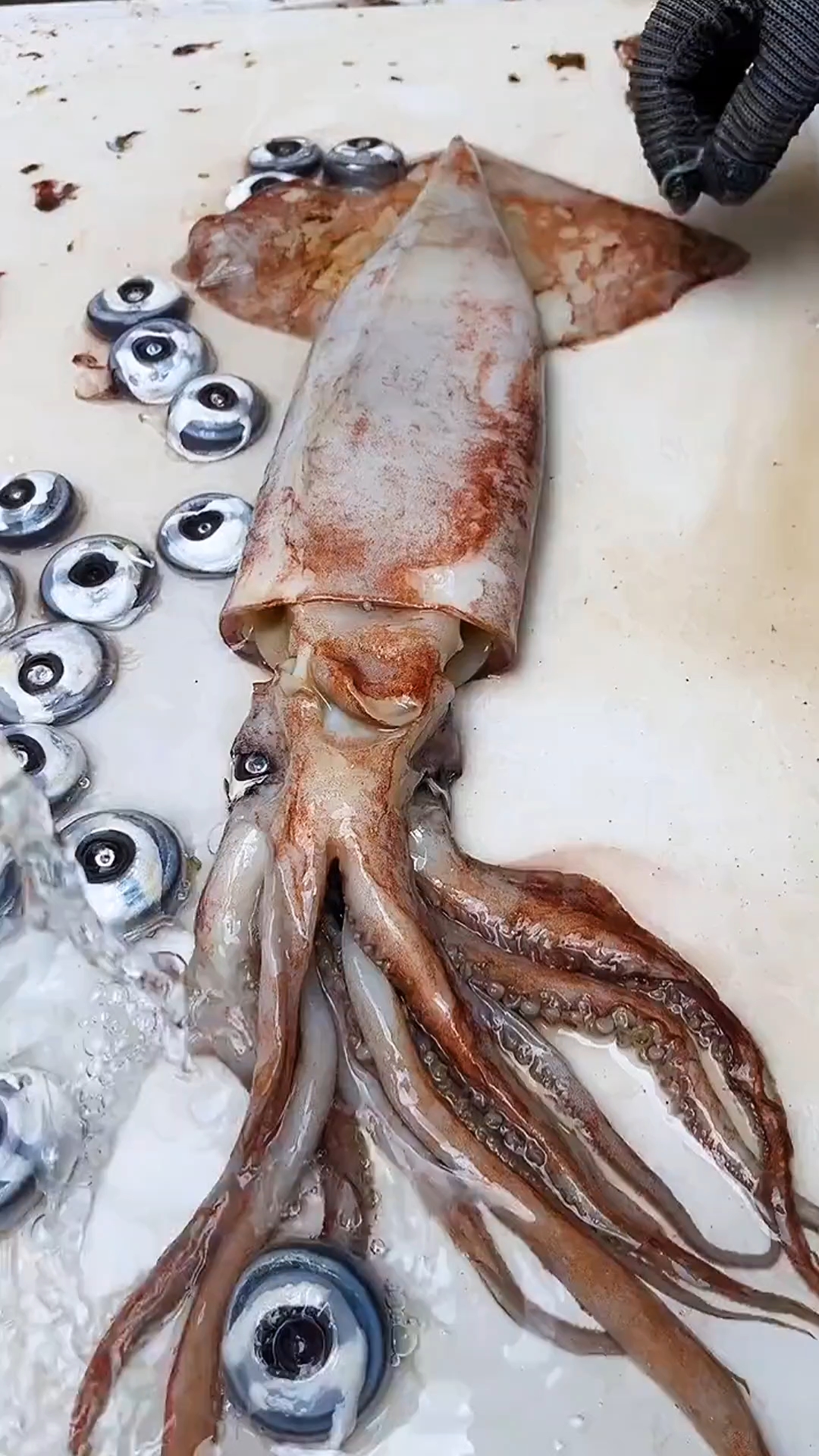 鱿鱼的这个地方,是内脏还是鱼籽?