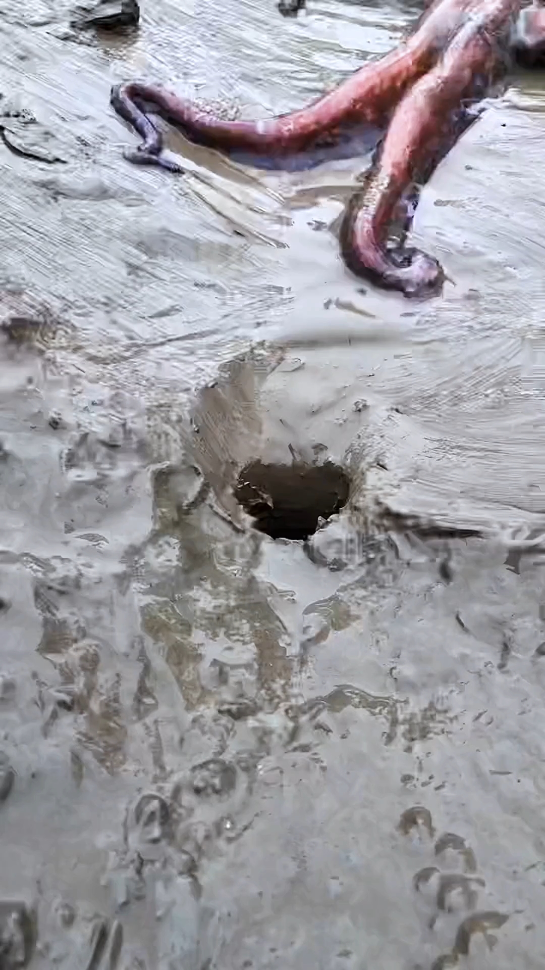 大章鱼钻小洞,逆天操作!