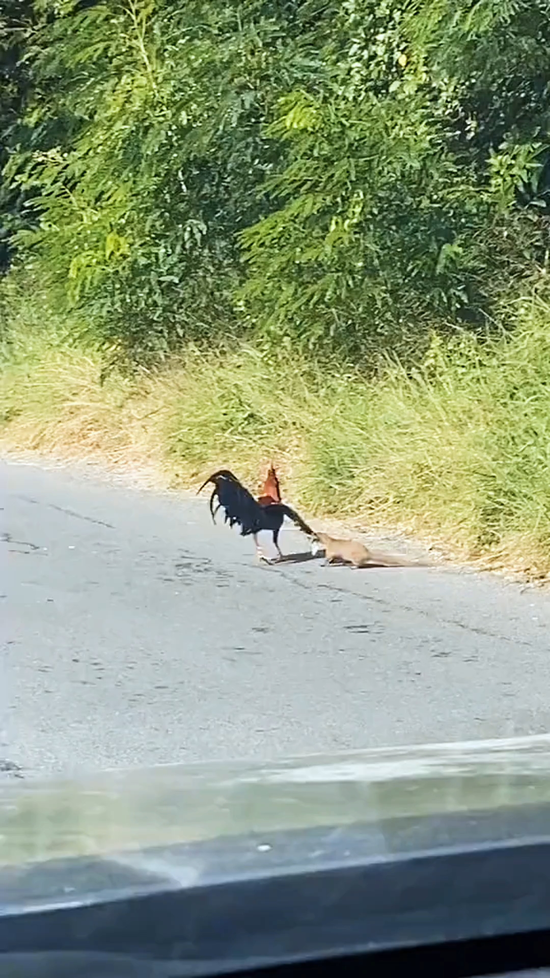 大公鸡：这年拜的是不是太早了点！