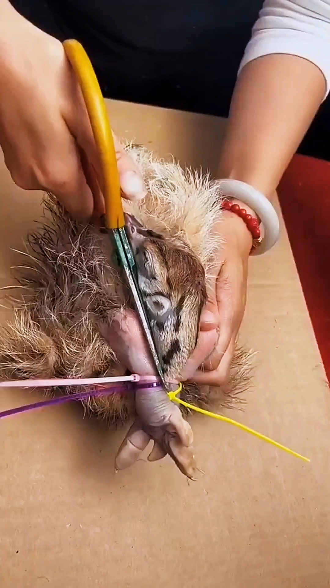 这到底是鸵鸟还是鸸鹋?