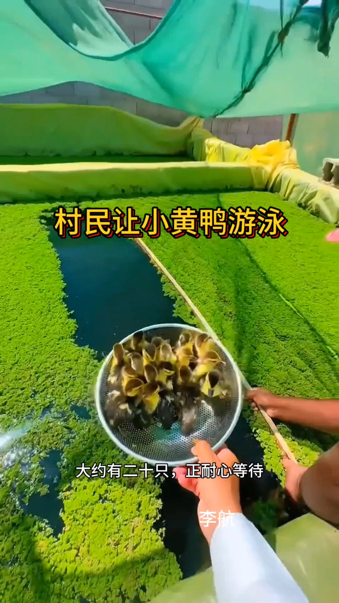 村民让小黄鸭游泳