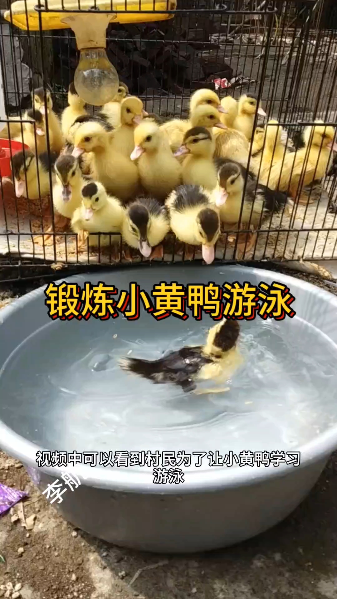 锻炼小黄鸭游泳