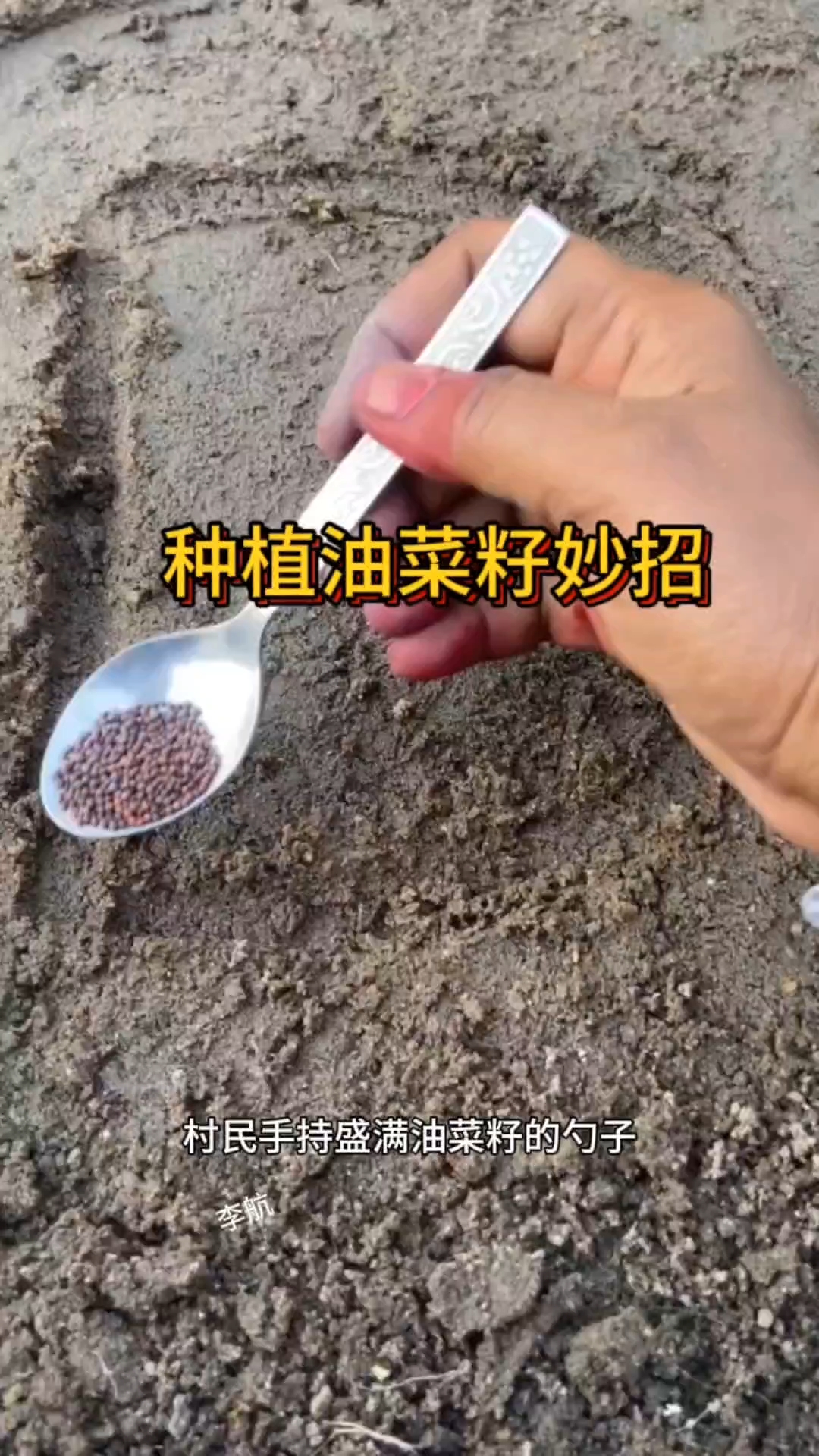 种植油菜籽妙招