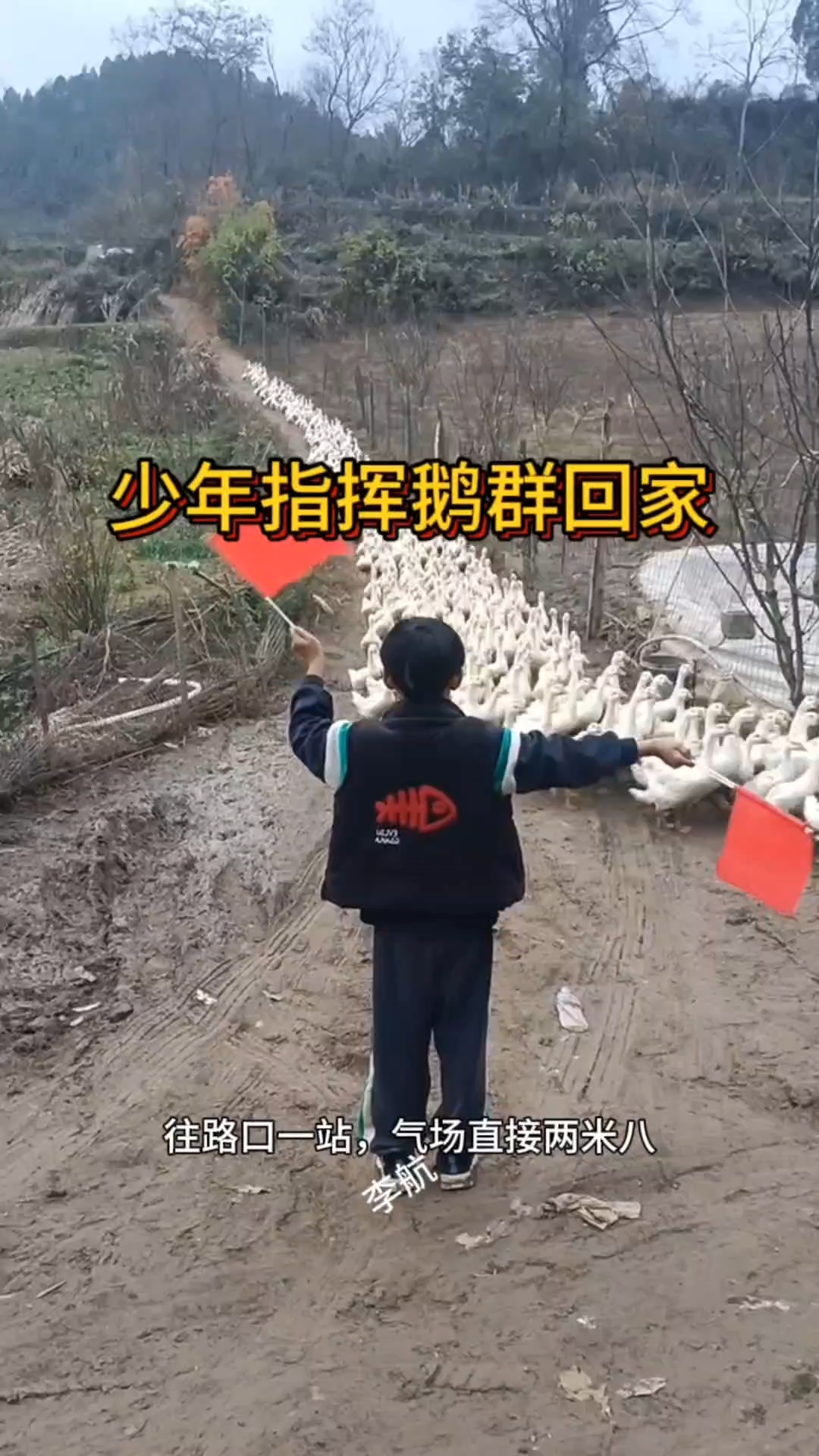 少年指挥鹅群回家