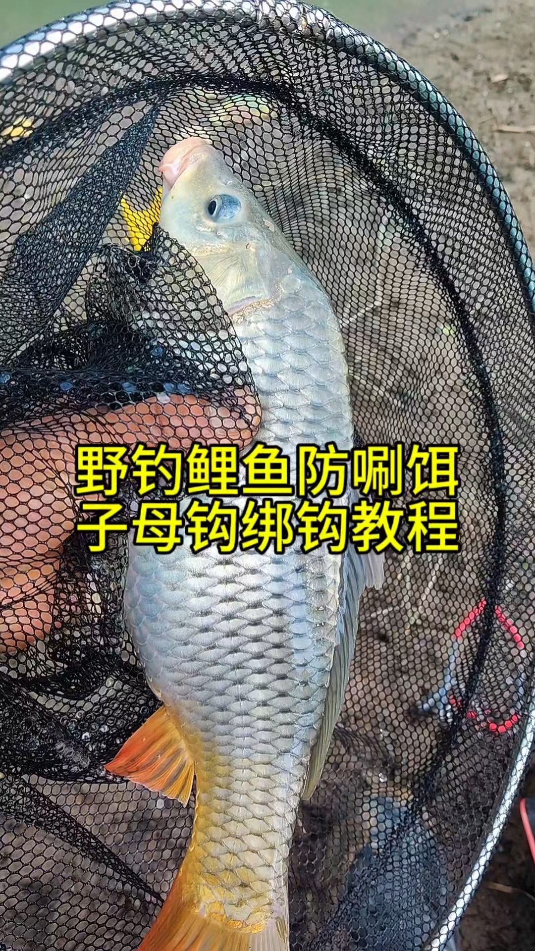 吃进去很难吐出来,钓鲤鱼子母钩绑钩教程
