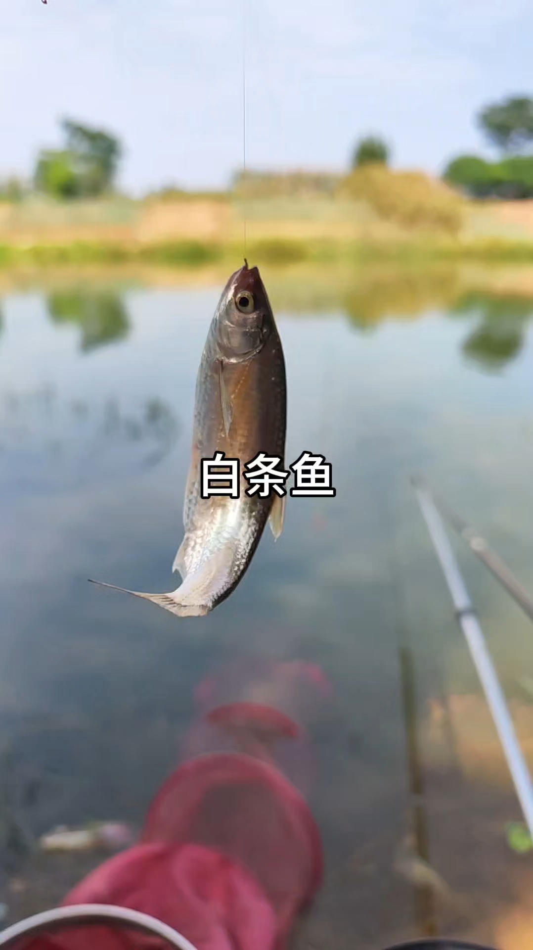 钓鱼人最后的尊严白条鱼