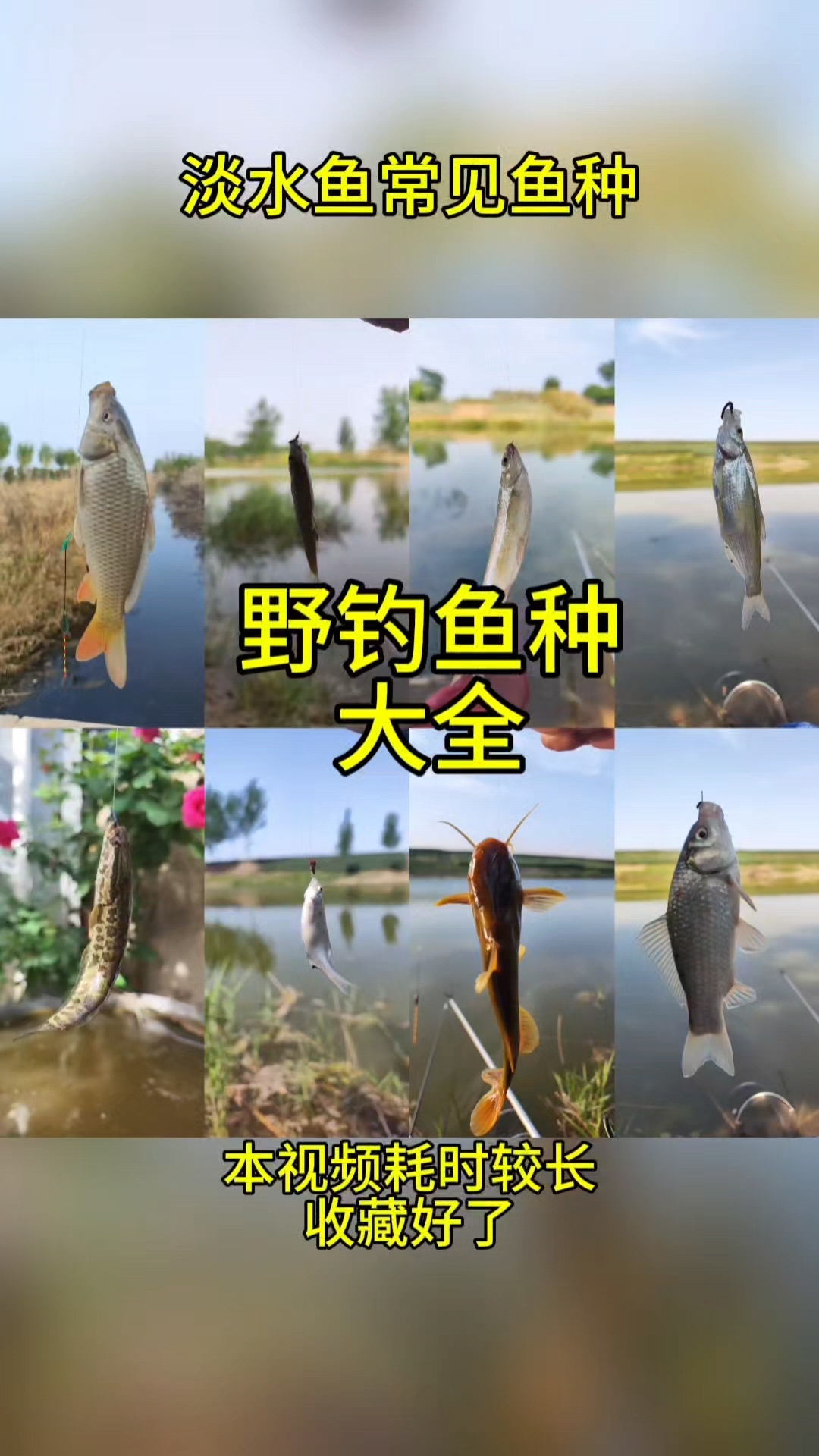 淡水鱼常见鱼种大全，你钓上来过几种？