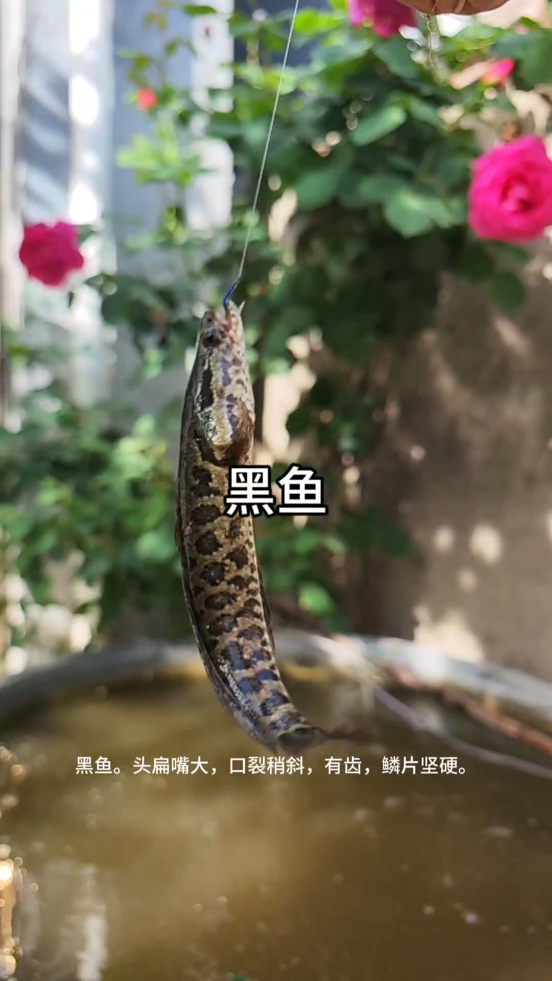 淡水鱼霸主黑鱼