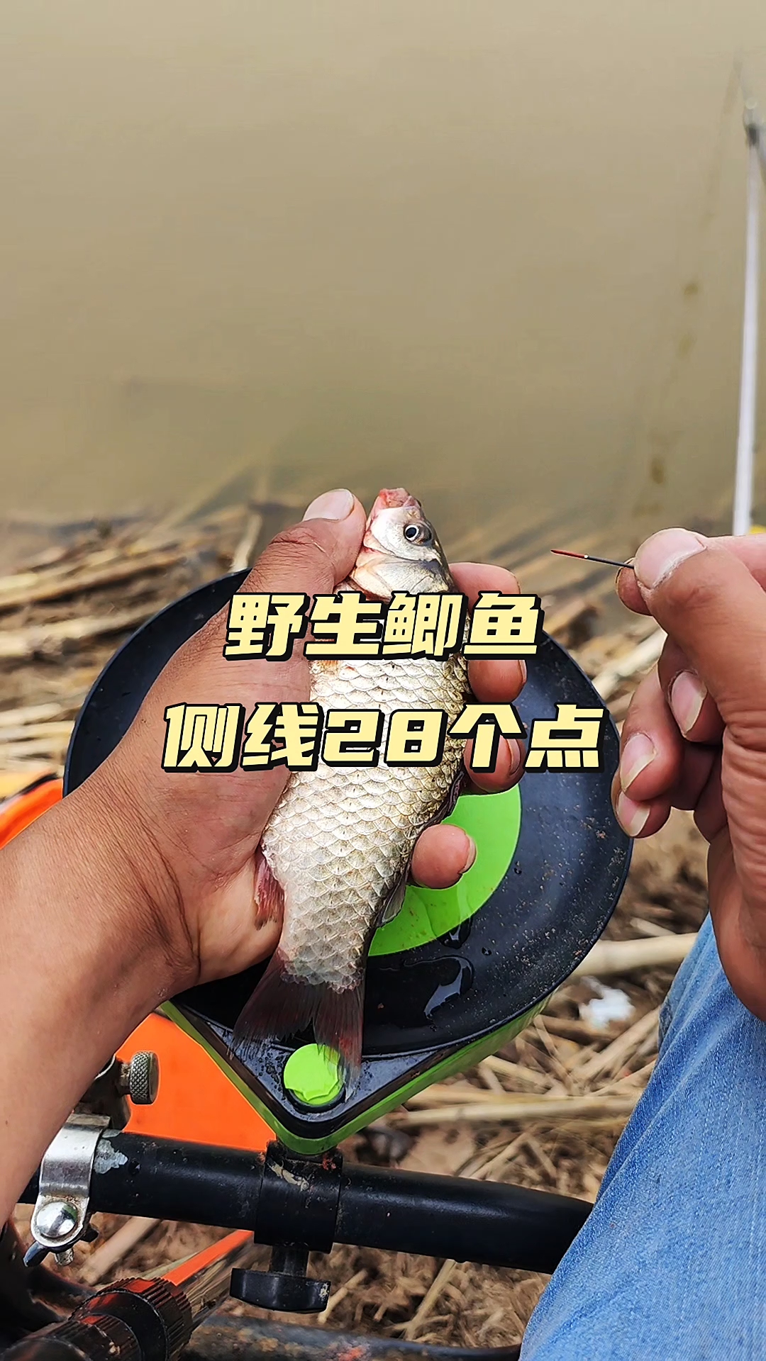 野生鲫鱼侧线28个点