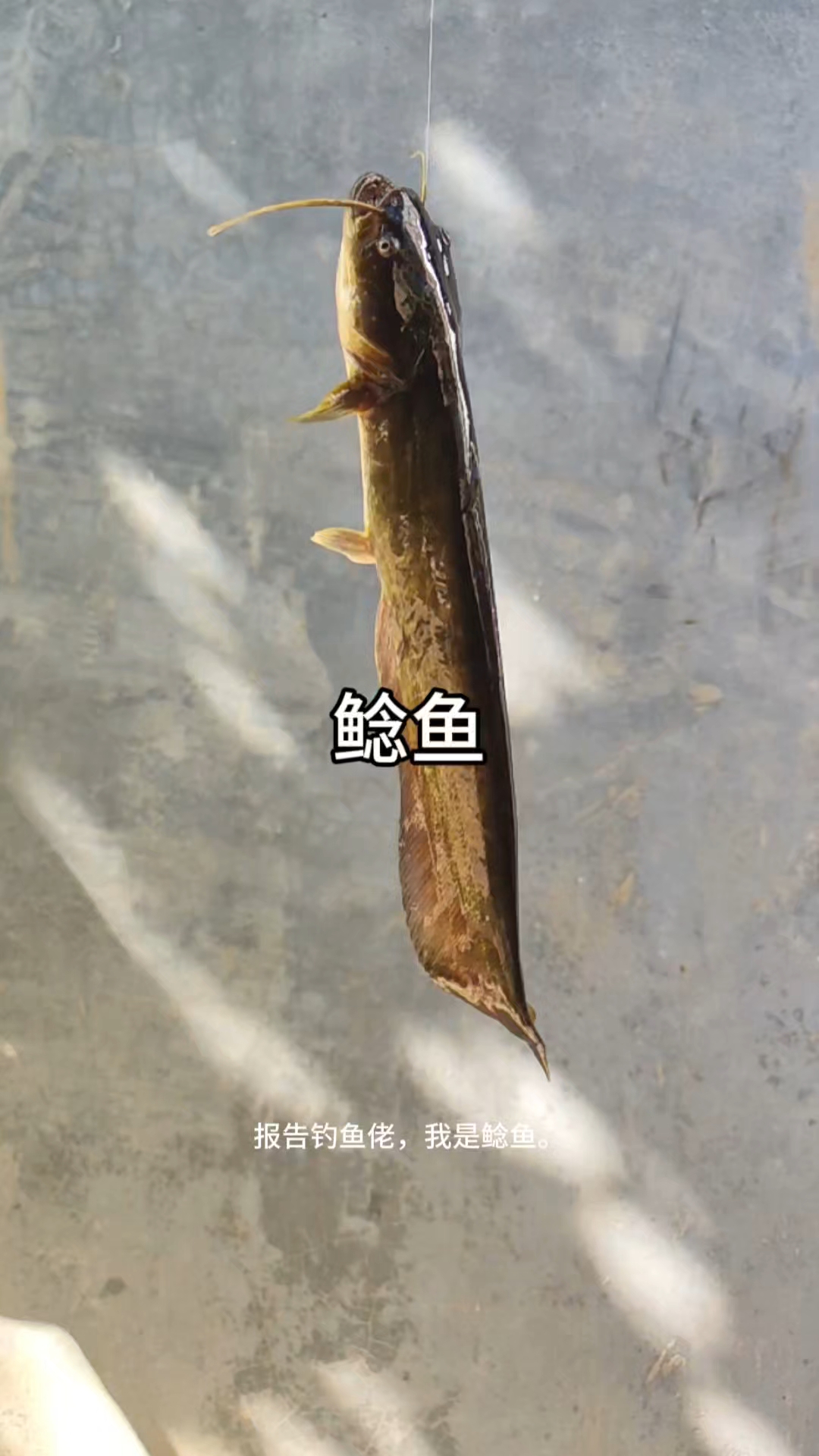 鲶鱼与塘鲺最大的区别是胡须