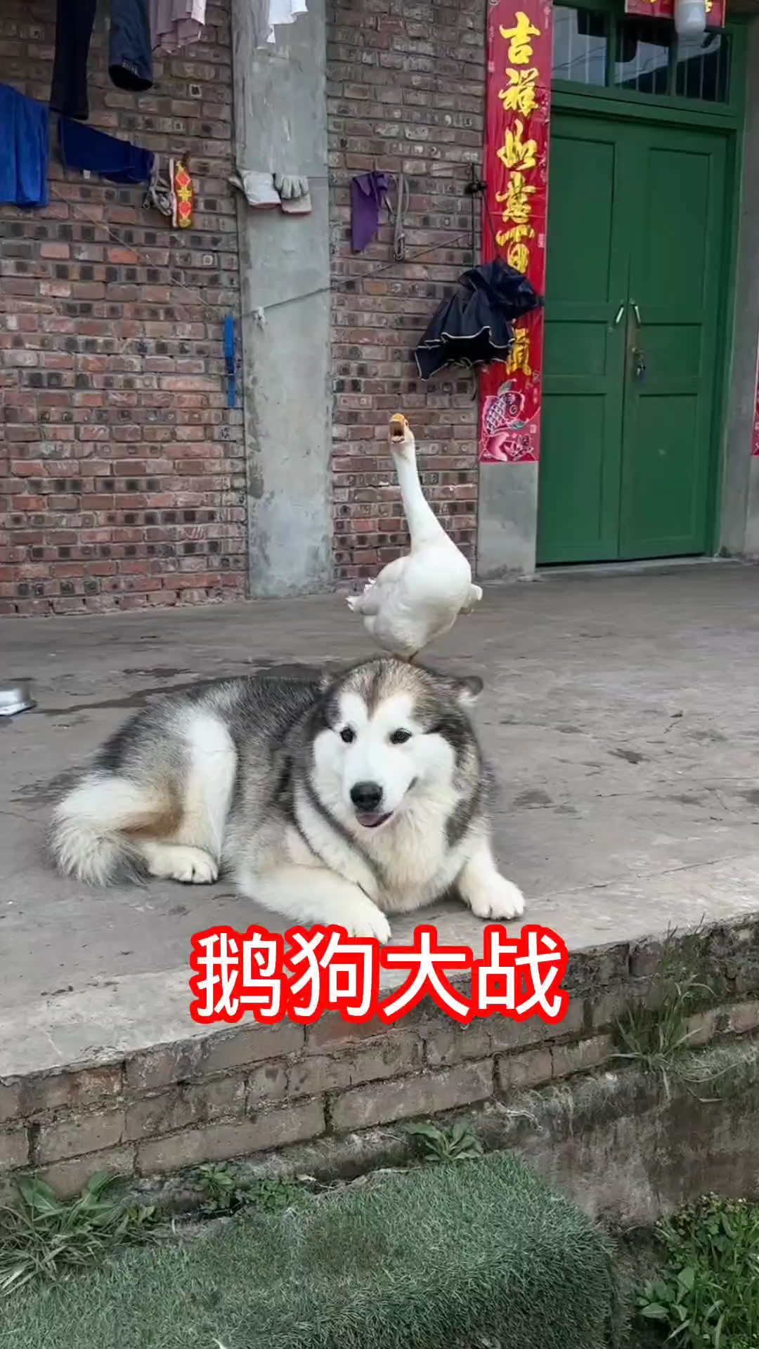 鹅狗大战：鹅咬狗主人装看不见，狗咬鹅主人使劲薅狗！
