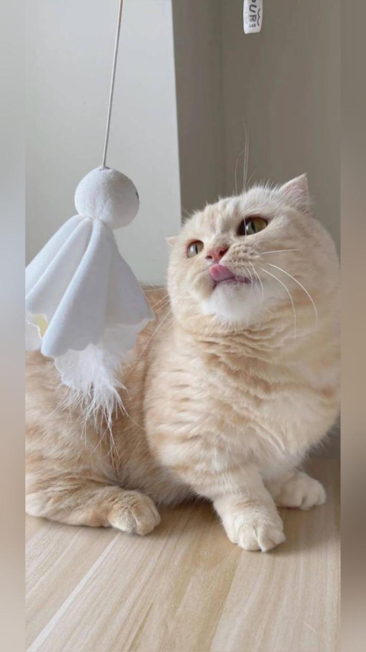 ins风小猫壁纸
