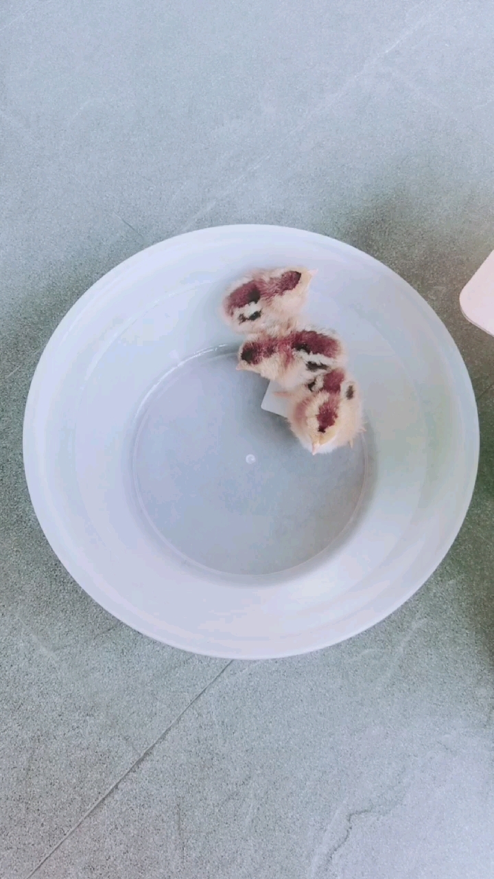 今天买了四只可爱的小鸡仔。
