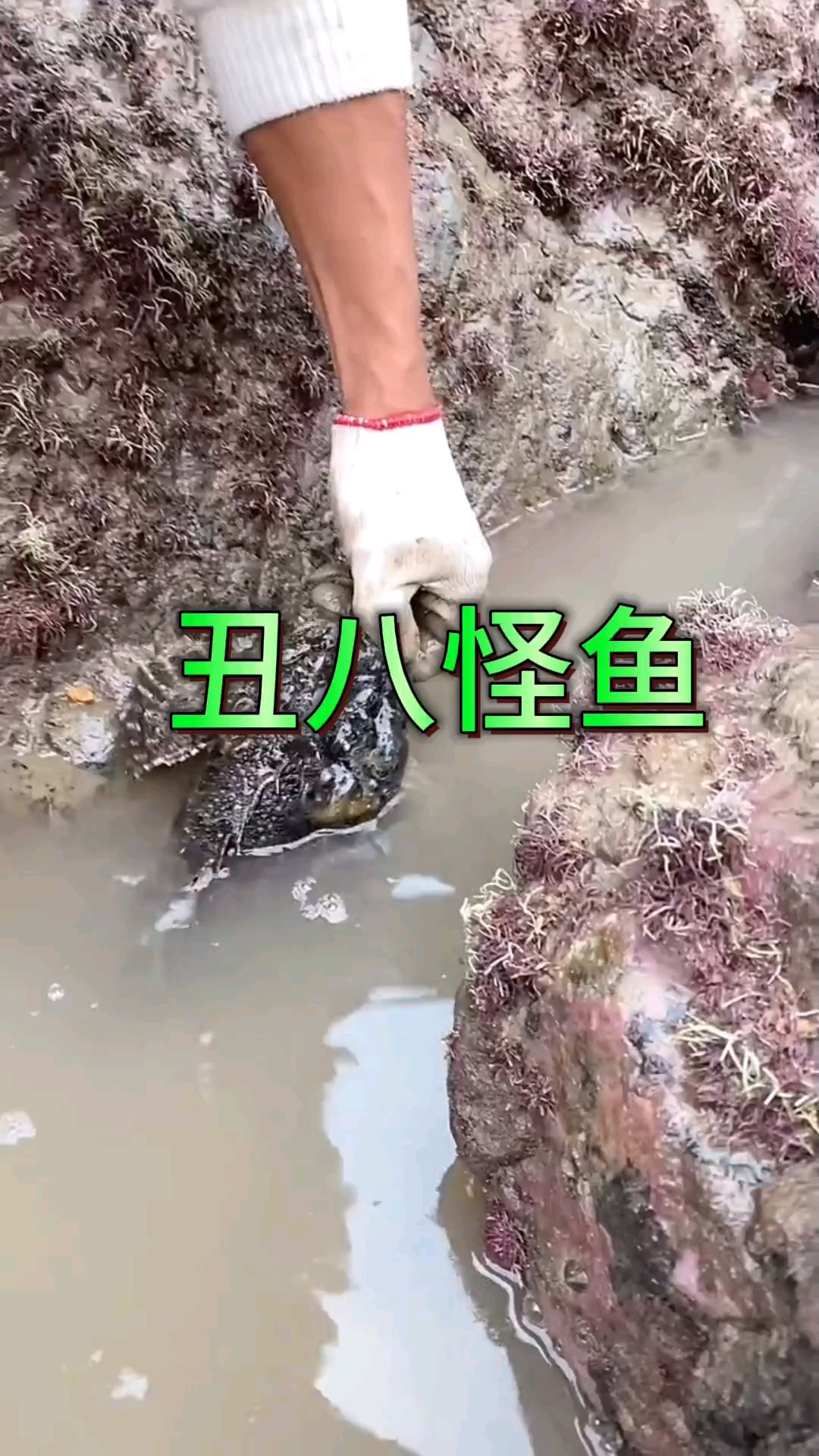 今天我们刚好运气不错,抓到丑八怪鱼给我们带来好运