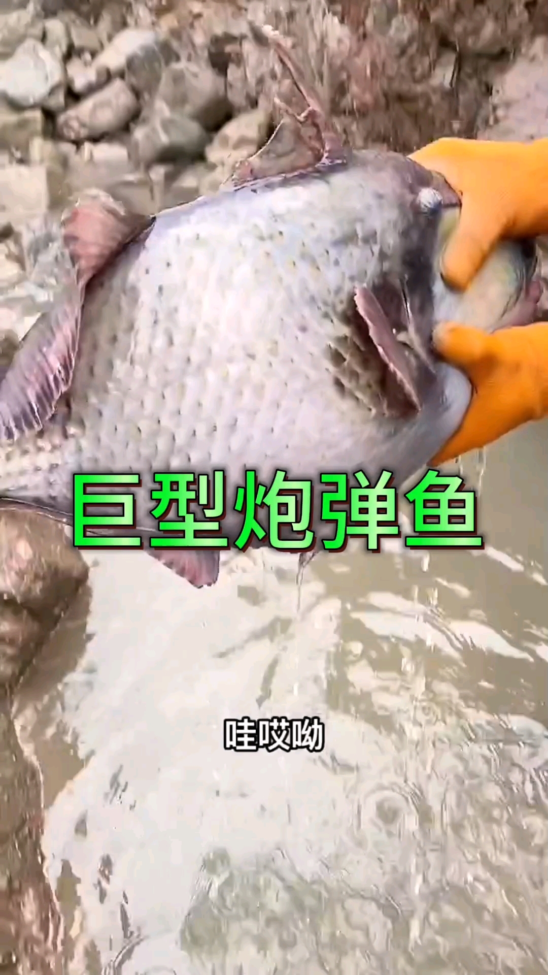 今天我们刚好运气不错,抓到两条好大的炮弹鱼