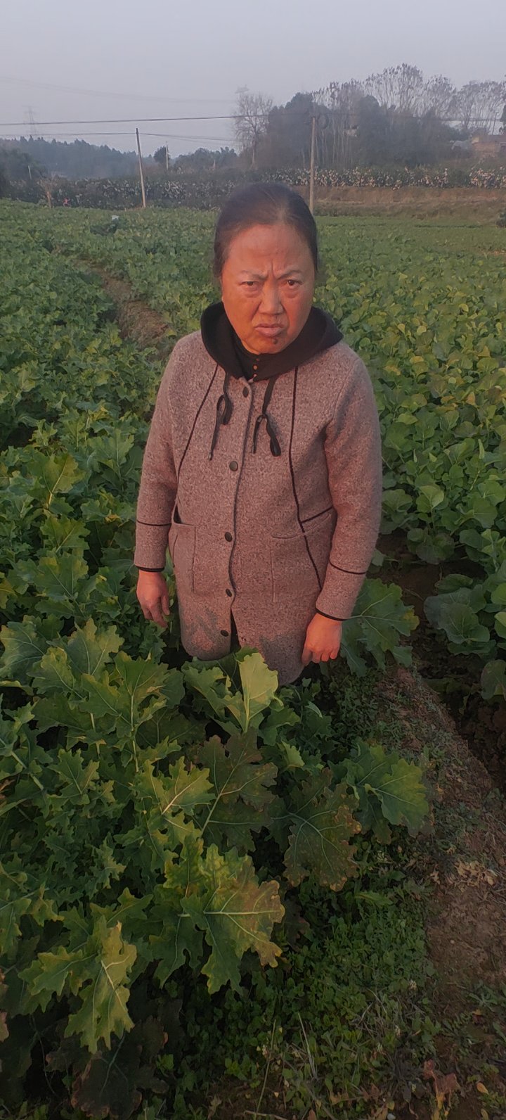 油菜“霜霉病”预警!现在防治正当时