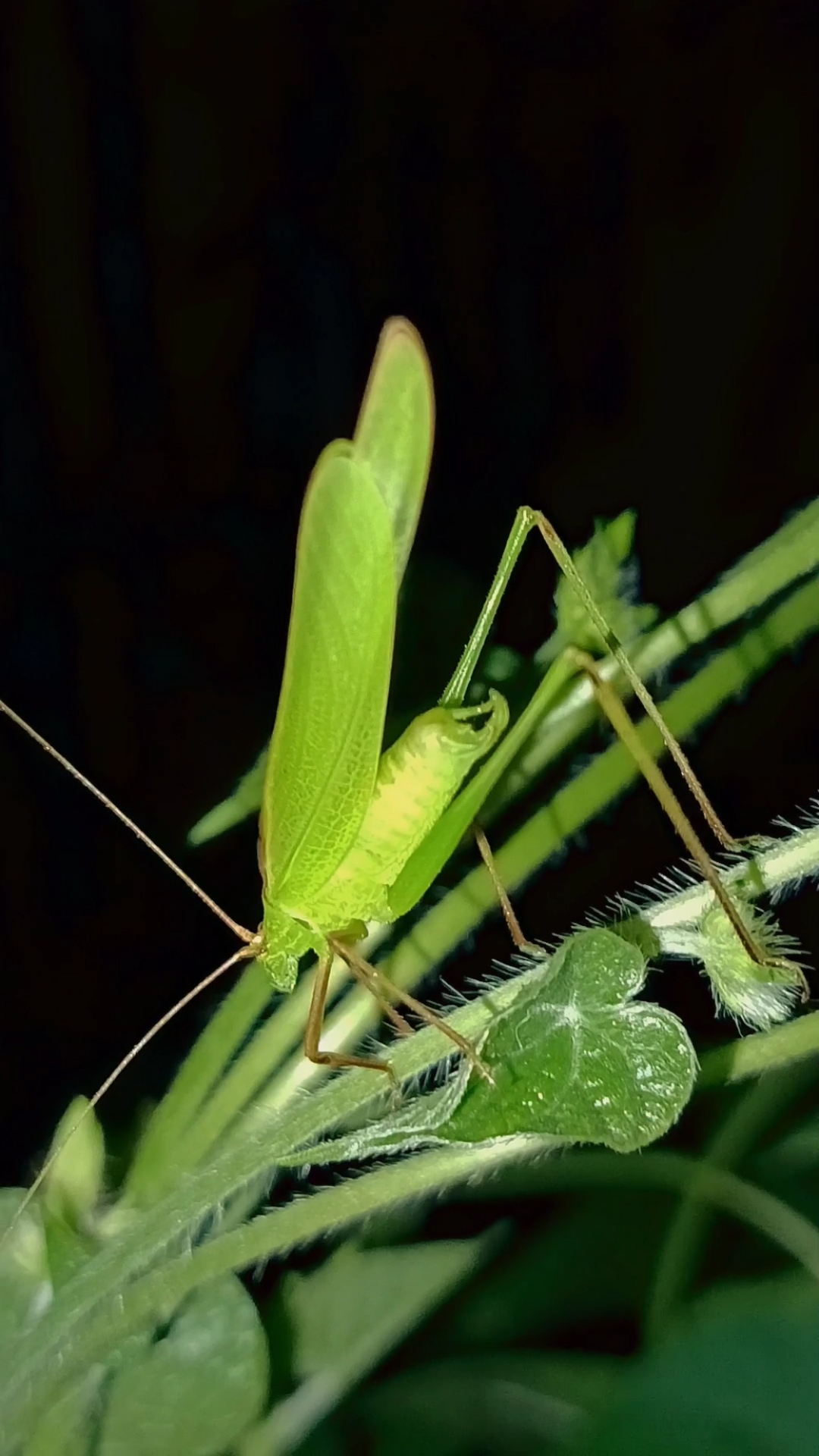 我们管它叫菜娘子。