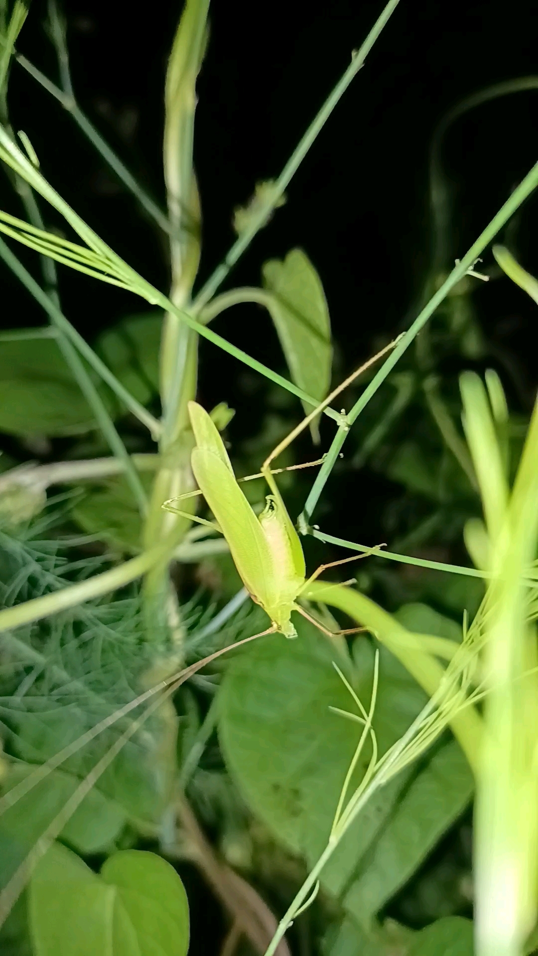 菜娘子会叫哦,你细听。。。。