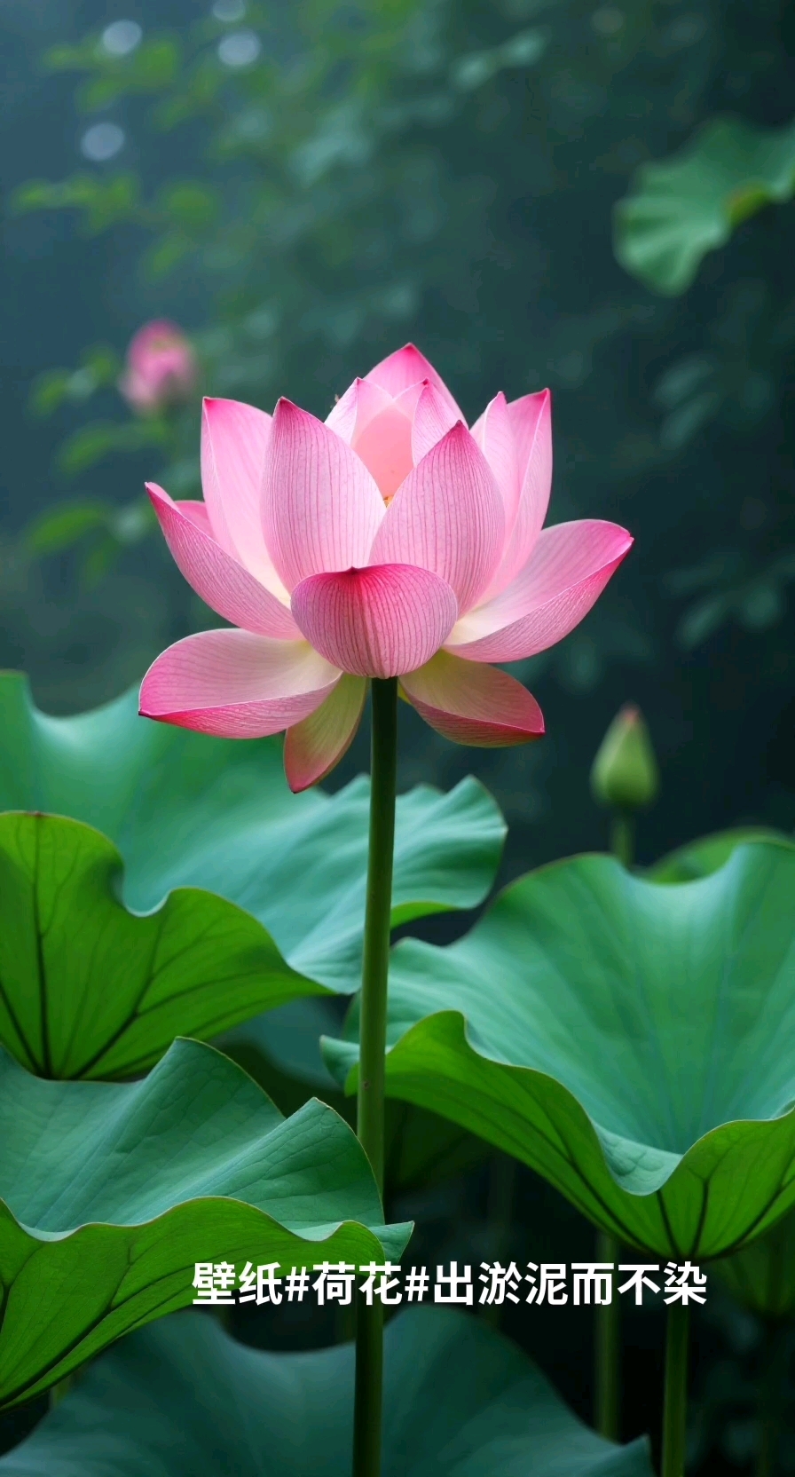 壁纸#荷塘美景