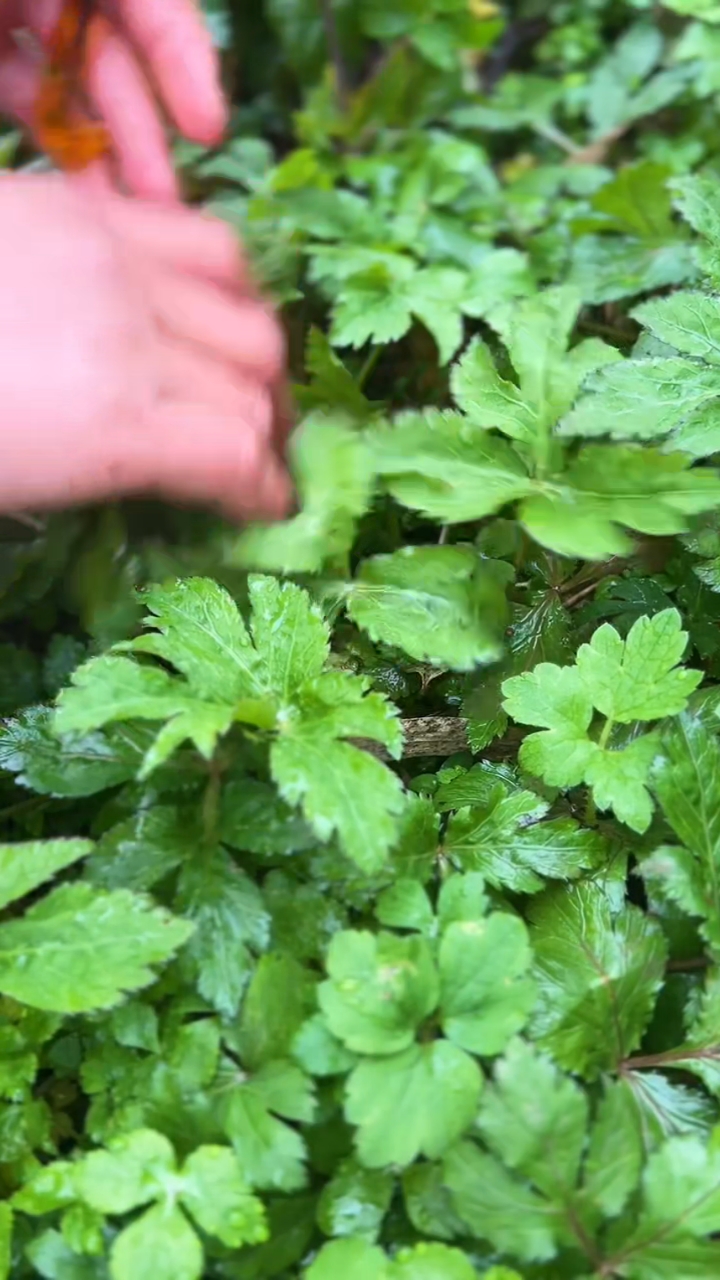 这种野菜大家喜欢吃吗?我们叫它鸭脚板