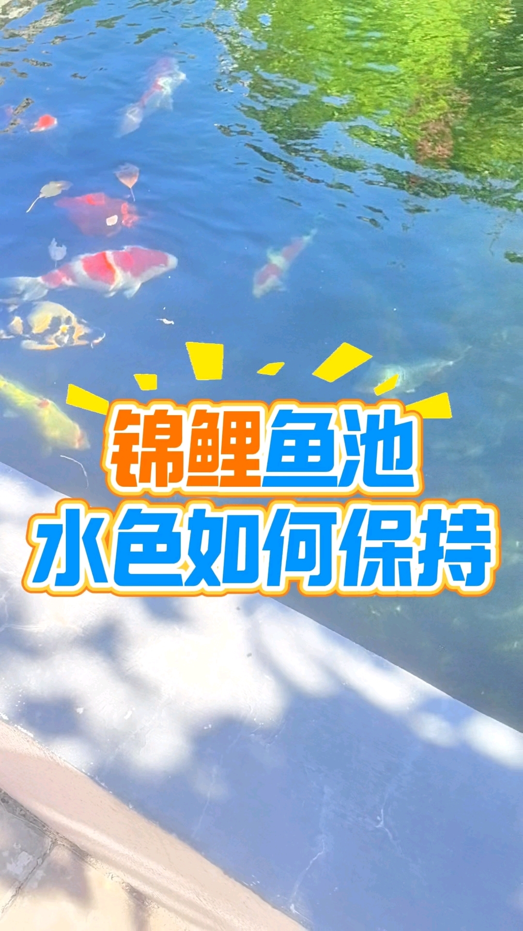 我们来看一下这个锦鲤鱼池的水色。深秋季节从远处看,整池水显得