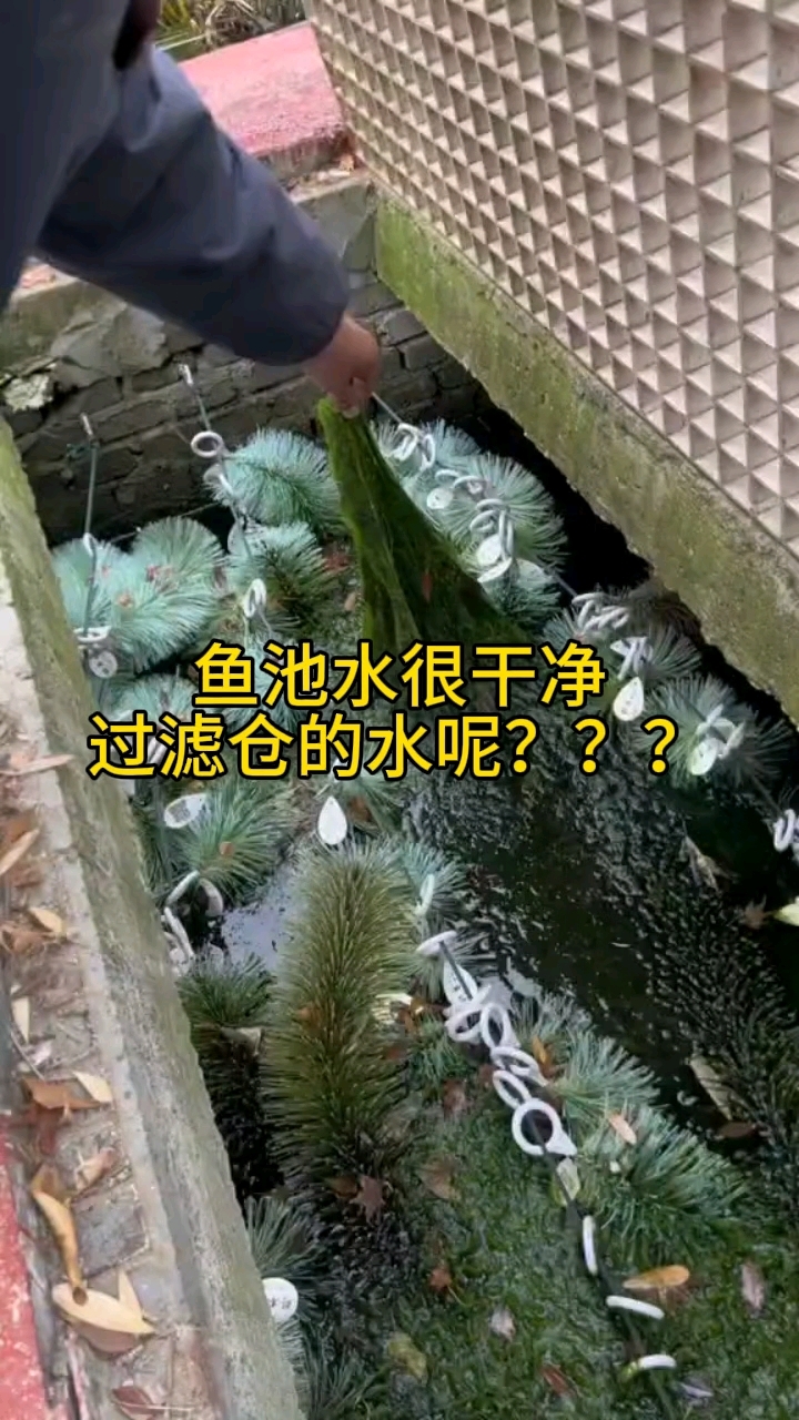 很多朋友的传统过滤仓做得很好,鱼池的水质也很干净,所以就高枕