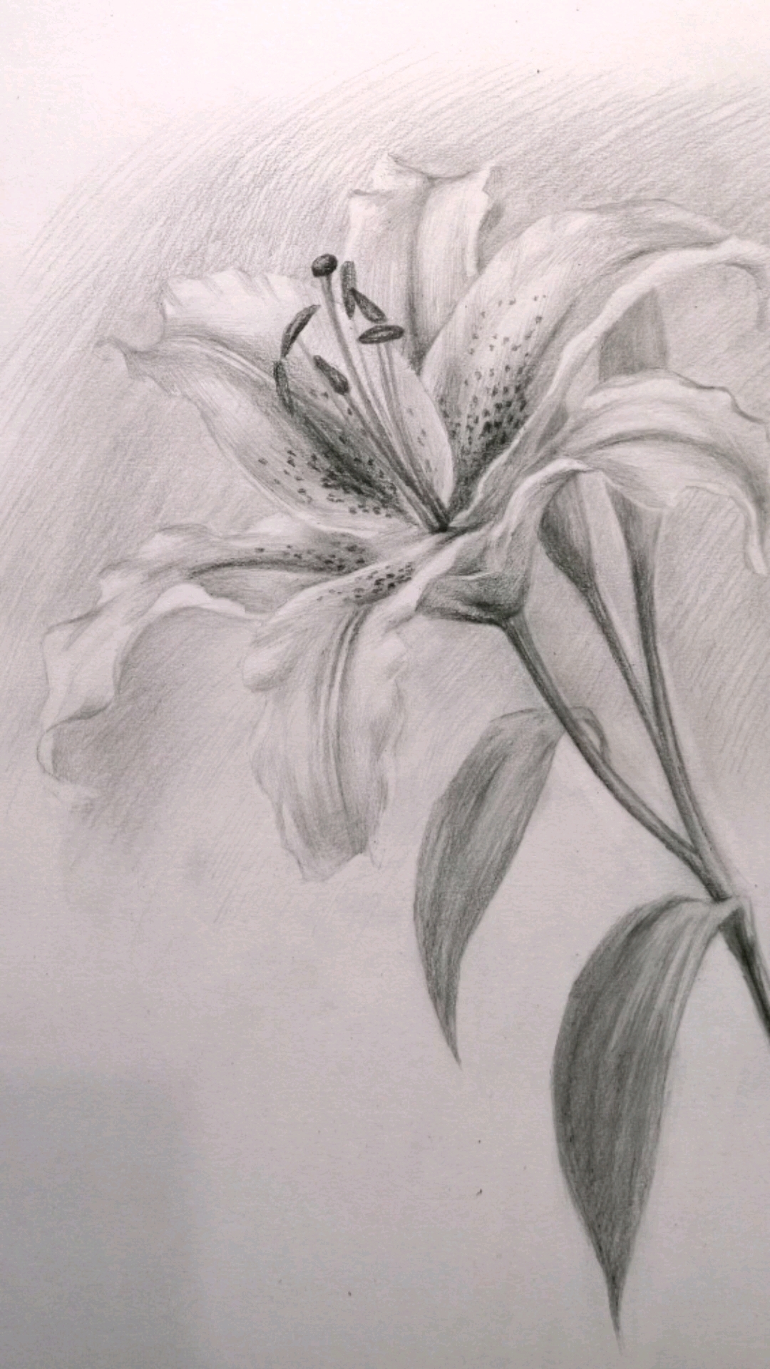 素描零基础入门教程-百合花